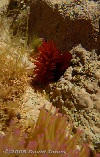 Beadlet Anemone