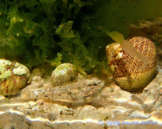 Blenny and Top Shells