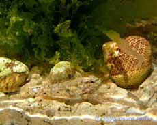 Blenny and Top Shells