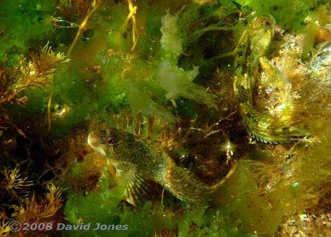 Shanny amongst seaweed