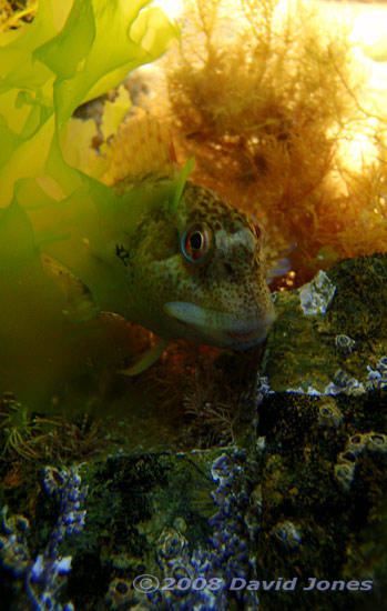 Shanny watches from behind Sea Lettuce