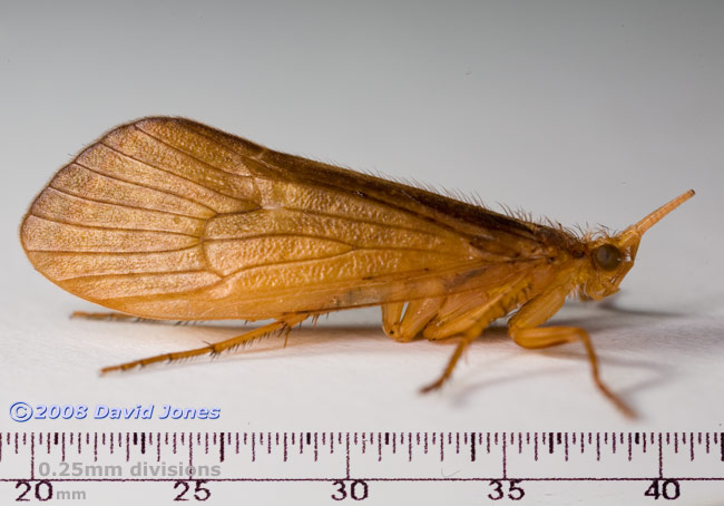 Caddis fly (unidentified) - side view