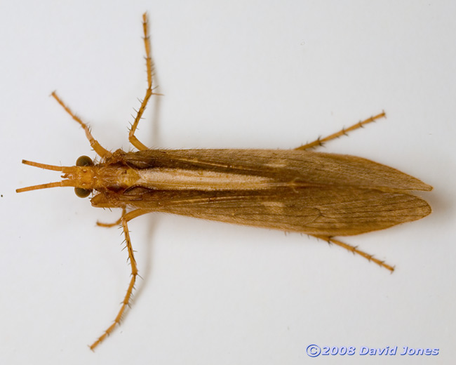 Caddis fly (unidentified) - dorsal view