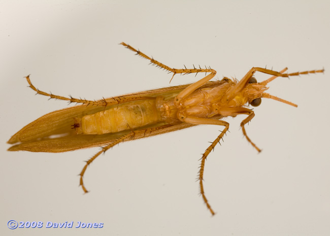 Caddis fly (unidentified) - ventral view