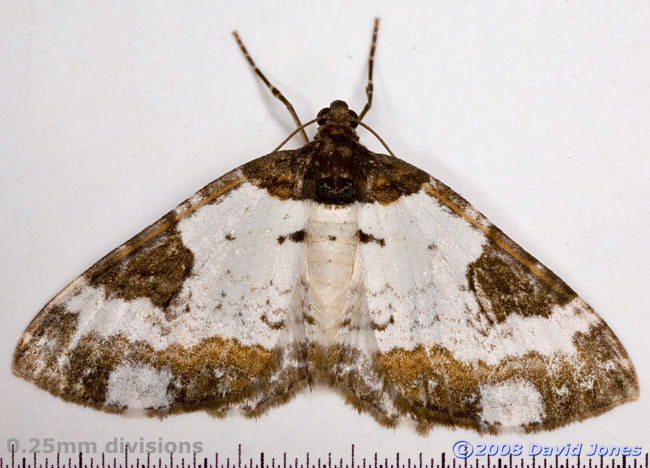 Pretty Chalk Carpet (Melanthia procellata) - dorsal view