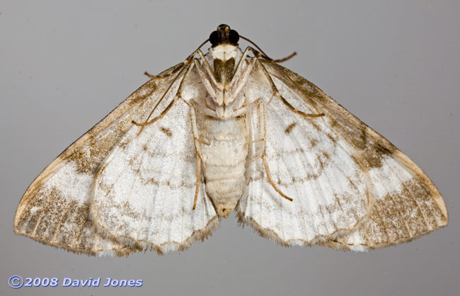 Pretty Chalk Carpet (Melanthia procellata) - ventral view