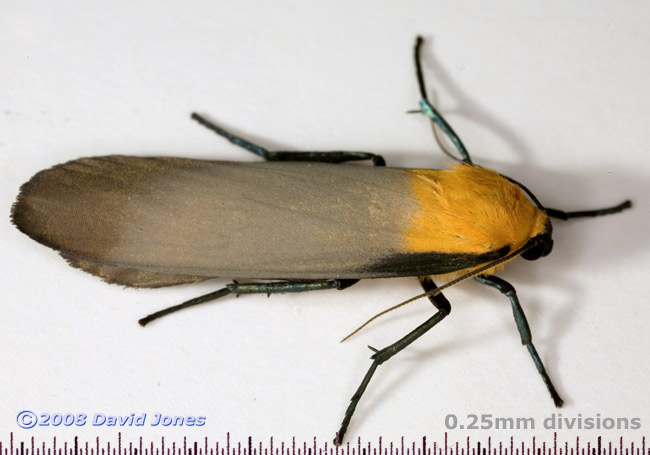 Four-spotted Footman (Lithosia quadra) - male, dorsal view