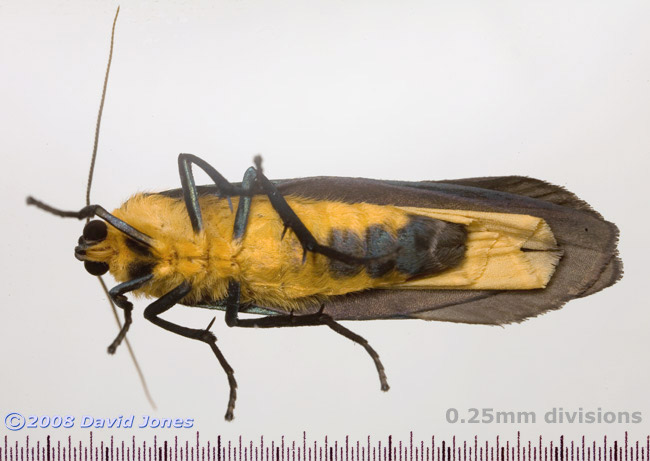 Four-spotted Footman (Lithosia quadra) - male, ventral view