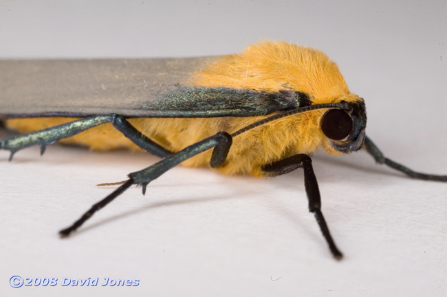 Four-spotted Footman (Lithosia quadra) - male, oblique view