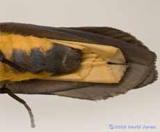 Four-spotted Footman (Lithosia quadra) - male, detail of wing folds