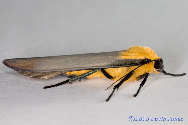 Four-spotted Footman (Lithosia quadra) - male, side view