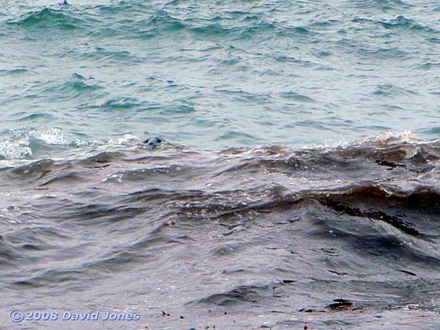 Glimpse of a Grey Seal off Polpeor Cove