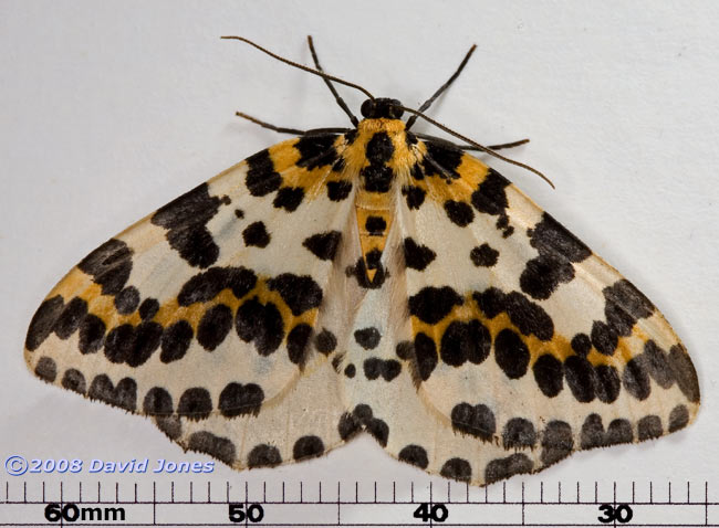 Magpie Moth (Abraxas grossulariata) - dorsal view