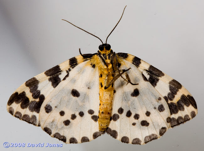 Magpie Moth (Abraxas grossulariata) - ventral view