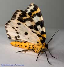 Magpie Moth (Abraxas grossulariata) - oblique view