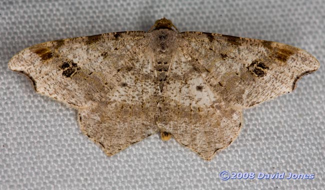 Sharp-angled Peacock (Macaria alternata) - dorsal view