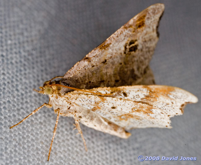 Sharp-angled Peacock (Macaria alternata) - oblique view