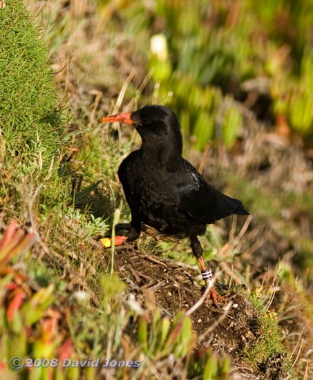 Chough on cliff above Polbream Cove - 1