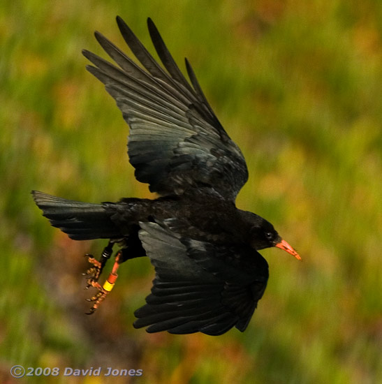 Chough flies above Polbream Cove