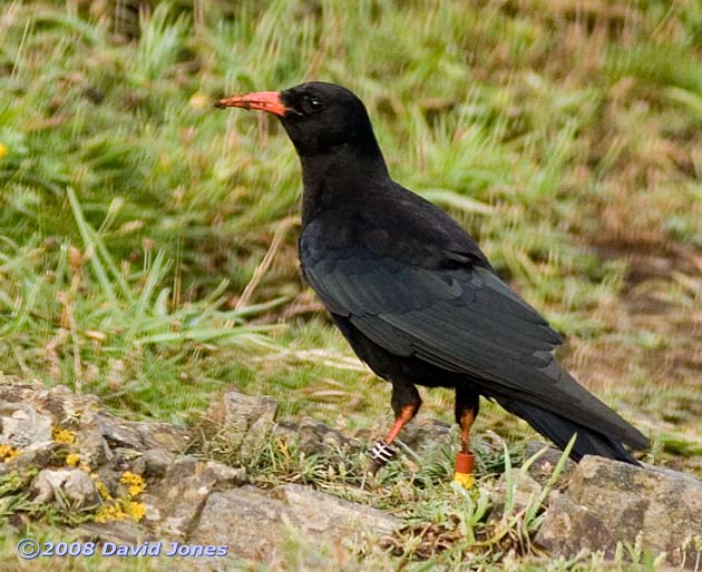 Chough on cliff above Polbream Cove - 2