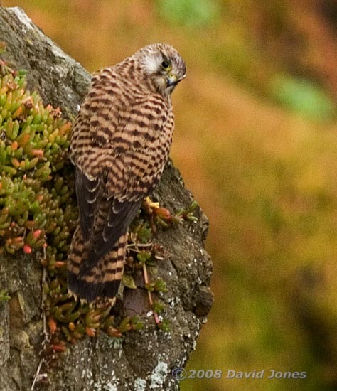 Kestrel on cliff above Polbream Cove - 1