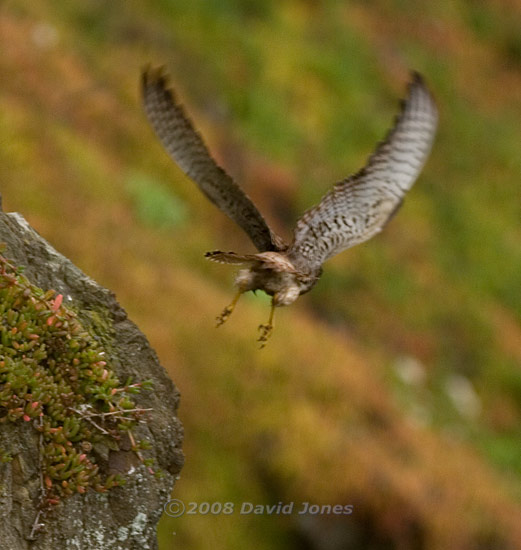 Kestrel on cliff above Polbream Cove - leaving!