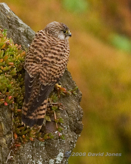 Kestrel on cliff above Polbream Cove - 2