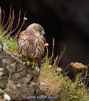 Kestrel on cliff above Polbream Cove - front view