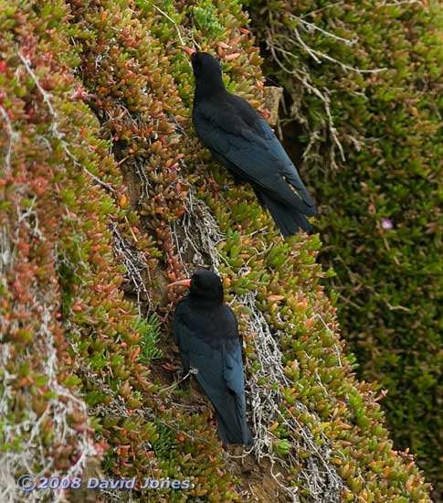 Two Choughs in Polbream Cove - 2