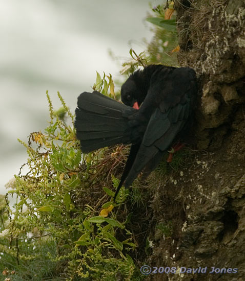 Chough preening in Polbream Cove