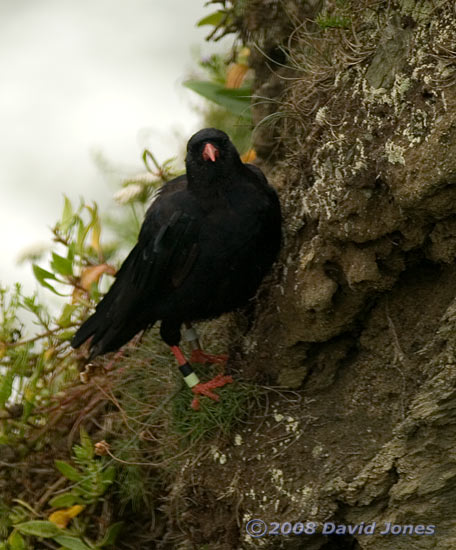 Chough in Polbream Cove - 1