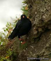 Chough in Polbream Cove