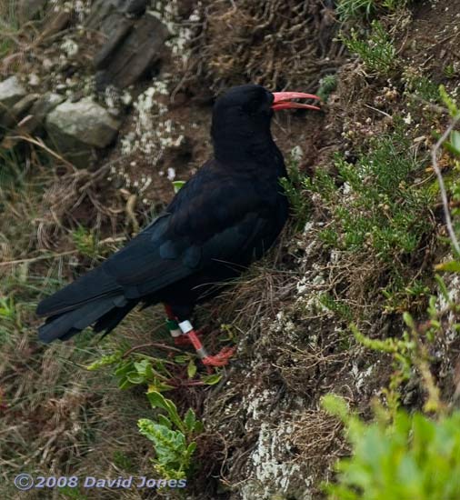 Chough foraging in Polbream Cove - 1