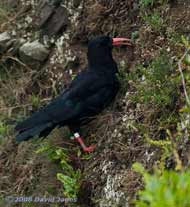 Chough foraging in Polbream Cove