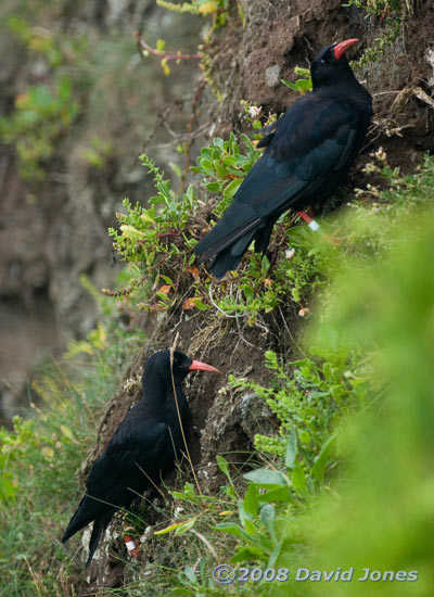 Two Choughs in Polbream Cove - 3