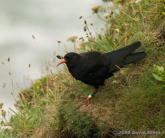 Chough in Polbream Cove - 2