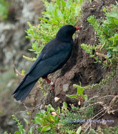 Chough foraging in Polbream Cove - 2