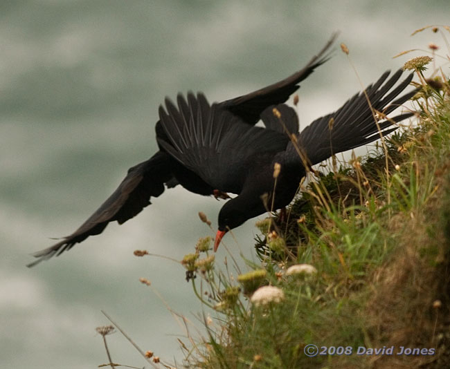Two Choughs squabble in Polbream Cove