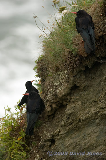Three Choughs in Polbream Cove