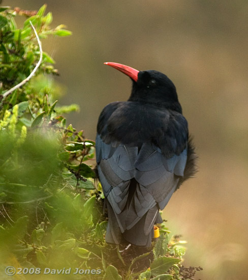 Chough in Polbream Cove - back view