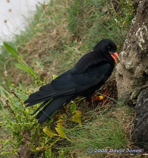 Chough foraging in Polbream Cove - 3