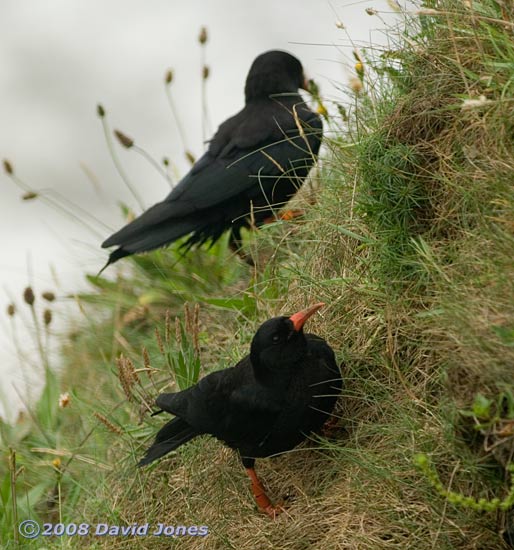 Two Choughs in Polbream Cove - 1