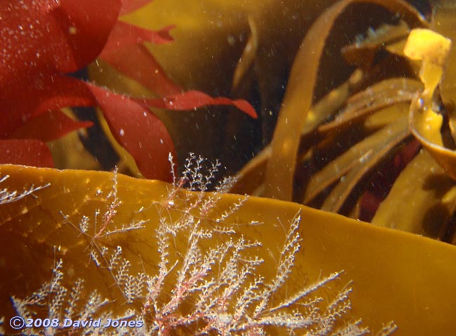 Hydroids on Laminaria seaweed off Porthoustock