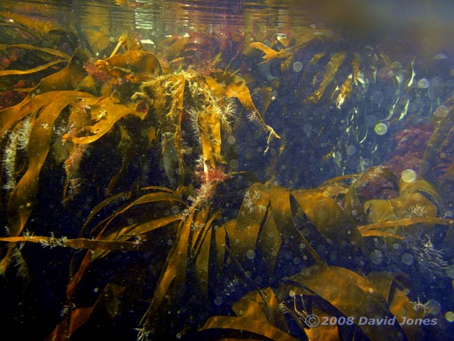 Laminaria seaweed off Porthoustock