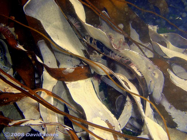 Sea Mat (Membranipora membranacea) on Laminaria seaweed off Porthoustock - 1