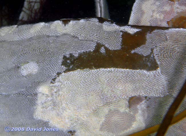 Sea Mat (Membranipora membranacea) on Laminaria seaweed - close-up