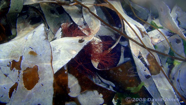 Sea Mat (Membranipora membranacea) on Laminaria seaweed off Porthoustock - 2