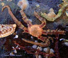 Brittle Star on rock at Porthallow