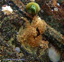 Broad Clawed Porcelain Crab on rock off Porthallow