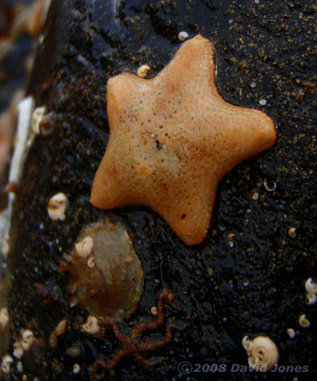 Cushion Star and brittle star on rock at Porthallow